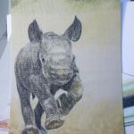 rhino